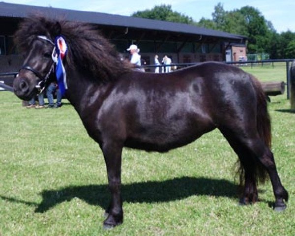 Zuchtstute Weshorns Franka (Shetland Pony, 2009, von Incus)