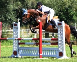 jumper Anastasia 162 (Hungarian Warmblood, 2005, from Amati)