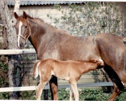 broodmare Ankara (Westphalian, 1978, from Aar)