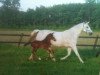 broodmare Malcesine (Westphalian, 1997, from Montmartre)