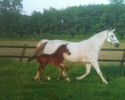 broodmare Malcesine (Westphalian, 1997, from Montmartre)