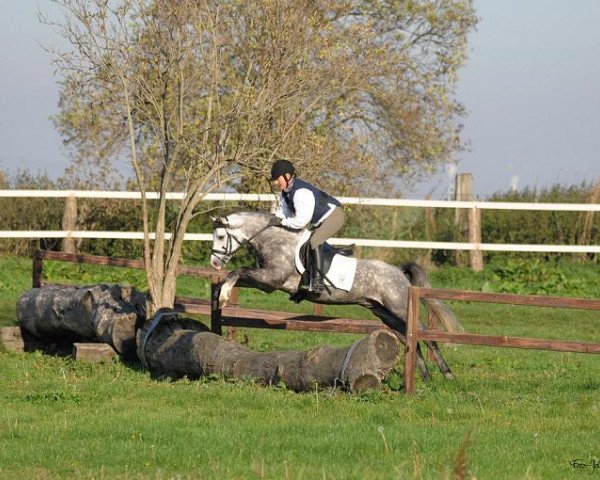 Deckhengst Largo (Welsh Pony (Sek.B), 2005, von Frankenhoeh's Lord)