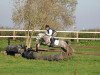Deckhengst Largo (Welsh Pony (Sek.B), 2005, von Frankenhoeh's Lord)