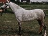 Zuchtstute Sophianora Odett (Welsh Pony (Sek.B), 1998, von Paddock Orion)