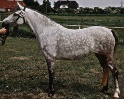 broodmare Sophianora Odett (Welsh-Pony (Section B), 1998, from Paddock Orion)