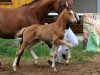 dressage horse All Inclusive (Bavarian, 2012, from Apache)