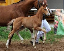 dressage horse All Inclusive (Bavarian, 2012, from Apache)