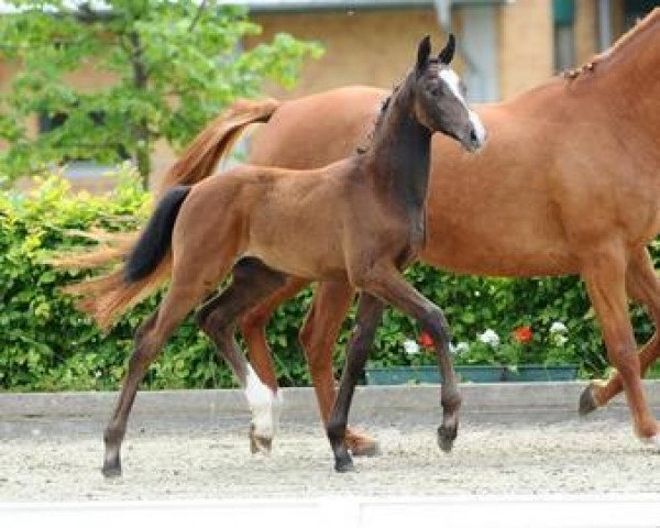 Springpferd Comtaro (Deutsches Sportpferd, 2012, von Como)