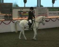 dressage horse Hollywood 12 (German Riding Pony, 1990, from Hasko)