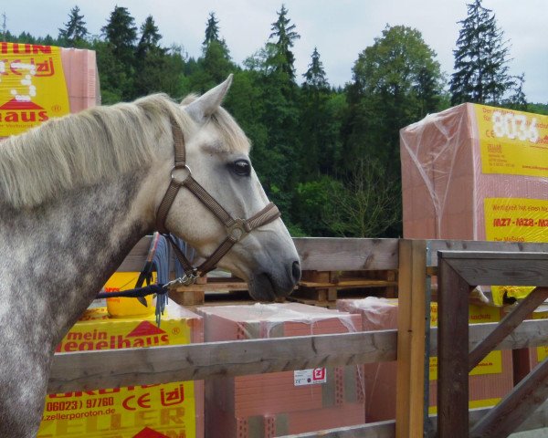 Pferd Picaro (Deutsches Reitpony,  )