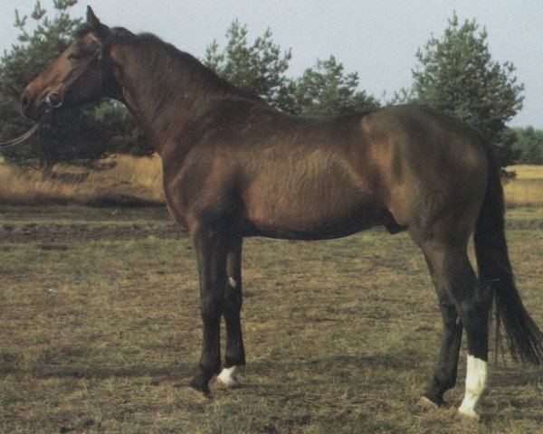 stallion Mandux (Hessian Warmblood, 1981, from Mandant)