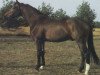 stallion Mandux (Hessian Warmblood, 1981, from Mandant)