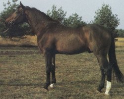 Deckhengst Mandux (Hessisches Warmblut, 1981, von Mandant)