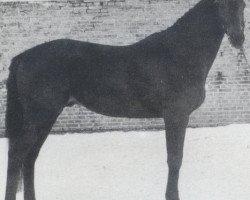 stallion Zuenftiger xx (Thoroughbred, 1978, from Frontal xx)