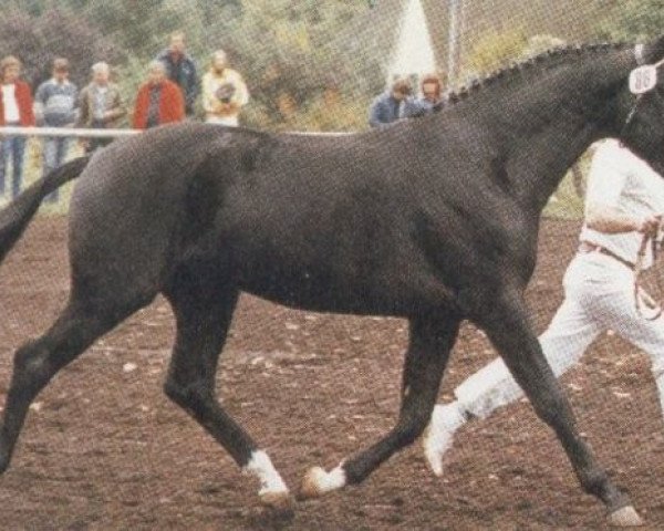 stallion Luxelot (Hessian Warmblood, 1983, from Luxus)