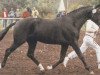stallion Luxelot (Hessian Warmblood, 1983, from Luxus)