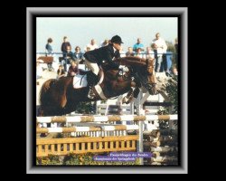 stallion Navajo (German Riding Pony, 1984, from Nawarro)