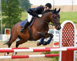 Pferd Ivano du Chene (Schweizer Warmblut, 1991, von Indigene de Corday)