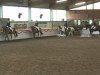 dressage horse Pitje Puck (Rhinelander, 1995, from Pro Ratio)