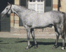 stallion Kenmare xx (Thoroughbred, 1975, from Kalamoun xx)