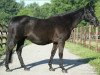 broodmare Fraulein Tobin xx (Thoroughbred, 1982, from J.O.Tobin xx)