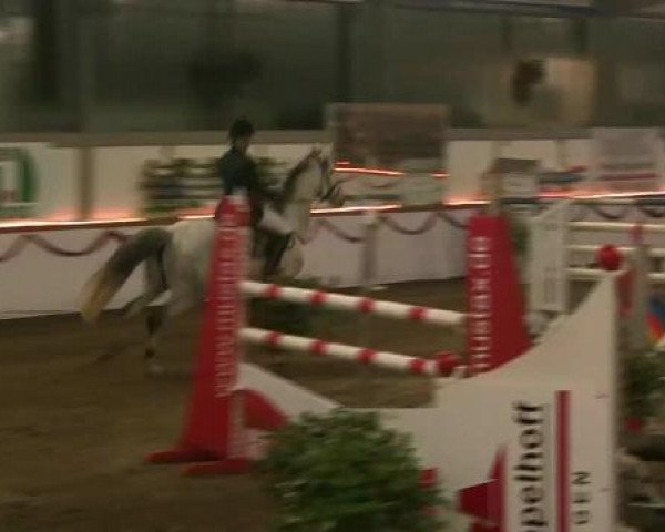 horse Zulanda (KWPN (Royal Dutch Sporthorse), 2004, from Emilion)