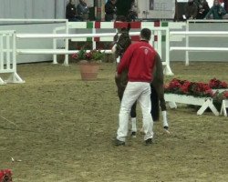 dressage horse Van Tastico (German Riding Pony, 2010, from Van Heinrich)