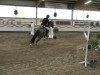 jumper Le Petit Prince 11 (German Warmblood, 2003, from Levisto Z)