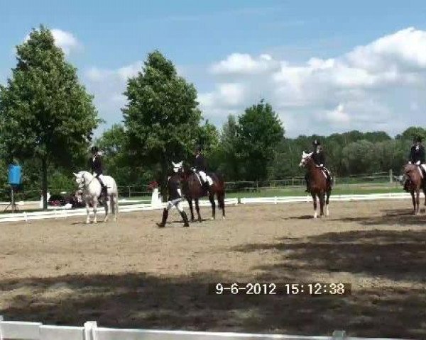 jumper Lukas O (German Riding Pony, 1999, from Lucky Strike)