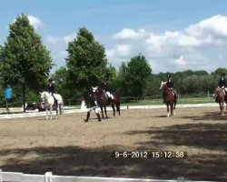 jumper Lukas O (German Riding Pony, 1999, from Lucky Strike)