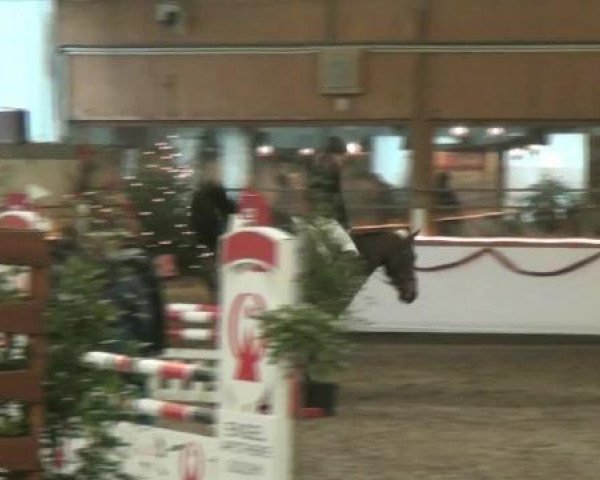 jumper Rijana 4 (KWPN (Royal Dutch Sporthorse), 1998, from Belmondo)