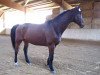 dressage horse Lamiro (Austrian Warmblood, 2000, from Lanciano)