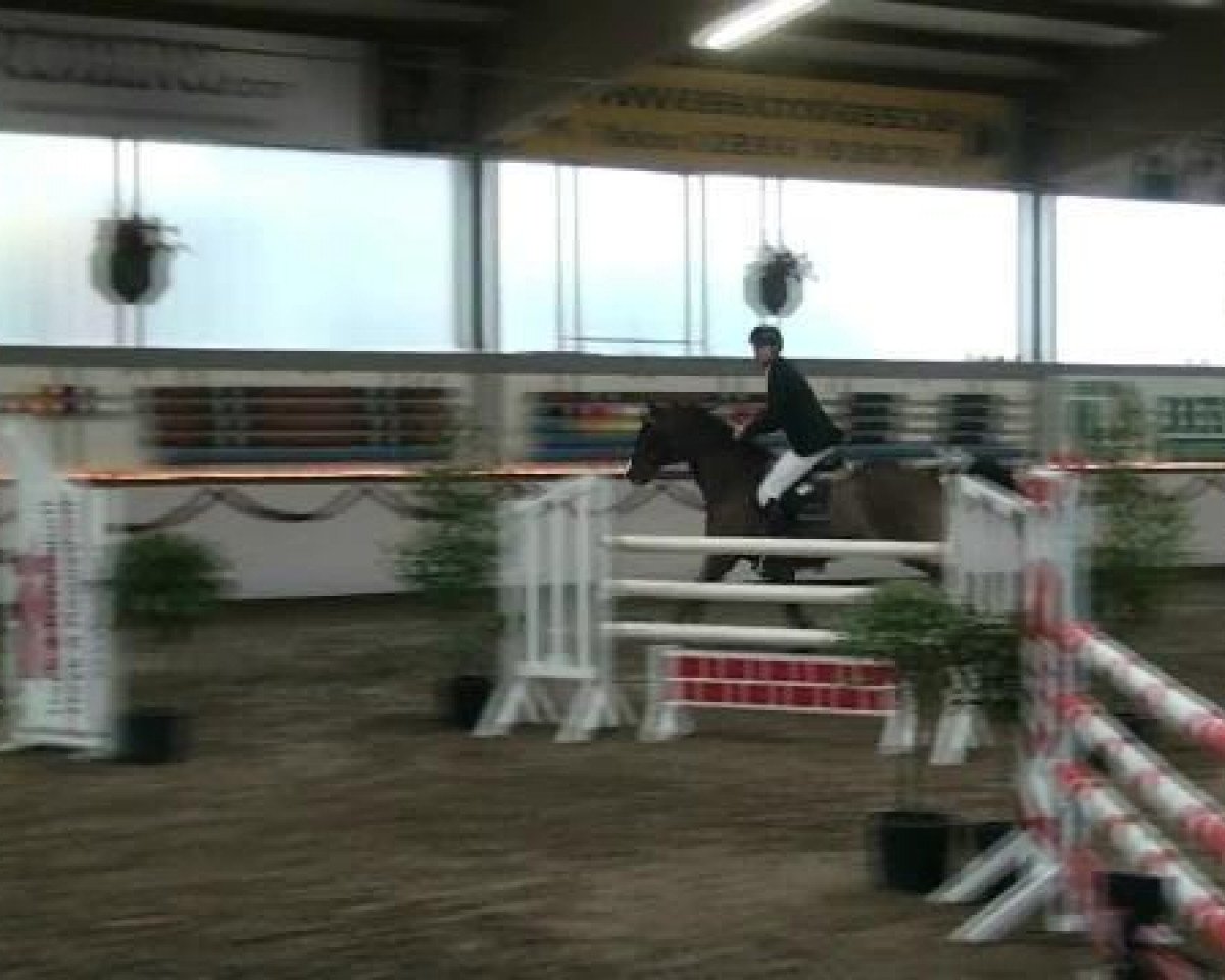 Springpferd Anatoll 12 (Hannoveraner, 2002, von Acorado I)