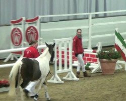 dressage horse Olivius (Lewitzer, 2010, from Olli T.)