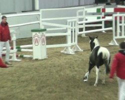 dressage horse Orlino (Lewitzer, 2010, from Olli T.)