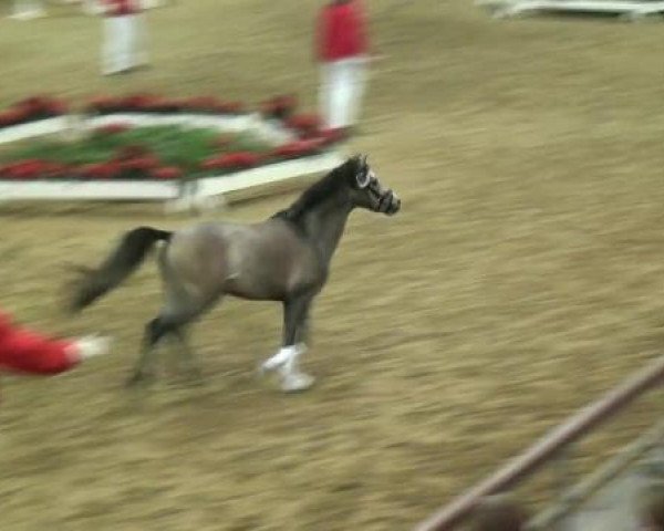 horse Hengst von Paddock Marquis (Welsh-Pony (Section B), 2010, from Paddock Marquis)