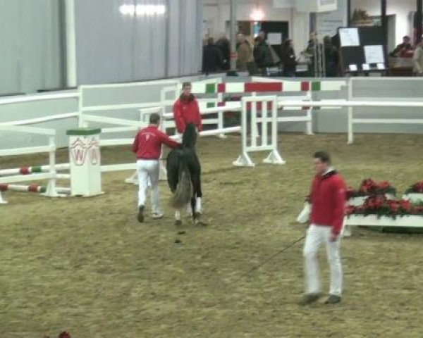 Pferd Willi L 3 (Welsh Pony (Sek.B), 2010, von Reitland's Ramiro)