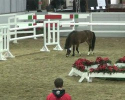 dressage horse Eddi the Jewel (Welsh mountain pony (SEK.A), 2010, from Criccieth Evan)