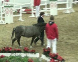 stallion Simon 162 (Welsh mountain pony (SEK.A), 2010, from Spring Flower Chaos)