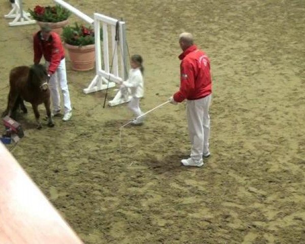 horse Da Vinci van Stal Tasselaar (Shetland pony (under 87 cm), 2010, from Ulster van Stal de Noorderkempen)