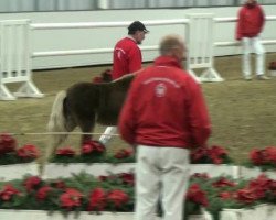 stallion Big-Mac von Krummesse (German Classic Pony, 2010, from Blastou v.Clus)