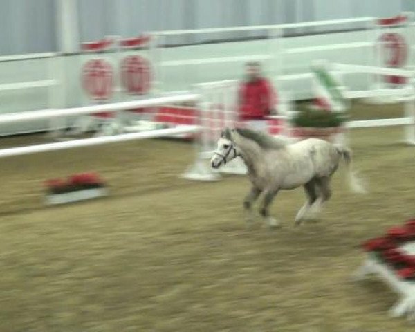 horse Hengst von Lacy Buzbee (Welsh mountain pony (SEK.A), 2010, from Lacy Buzbee)