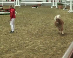 Deckhengst Perino (Shetland Pony (unter 87 cm), 2010, von Pilot)