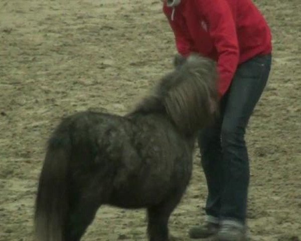 Pferd Niederbr.Danny (Shetland Pony (unter 87 cm), 2010, von Dressman B)