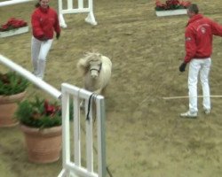 horse Monte Carlo vom Ellernbrook (Shetland pony (under 87 cm), 2010, from CC's Manitou)