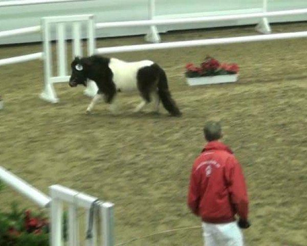 Pferd Dream-Catcher van Kampwijk (Shetland Pony, 2010, von Y-Catcher van de Colorstable)