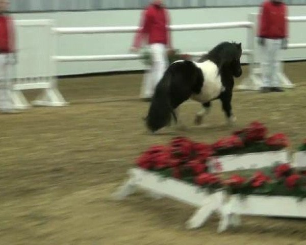 Deckhengst Diablo v.Willem’s Hof (Shetland Pony, 2010, von Topper van de Kortenhof)