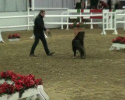 stallion Vico (Shetland Pony, 2010, from Vino vom Silbersee)