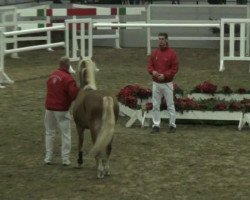 dressage horse Alaska (Edelbluthaflinger, 2010, from Amor (7,81% ox))