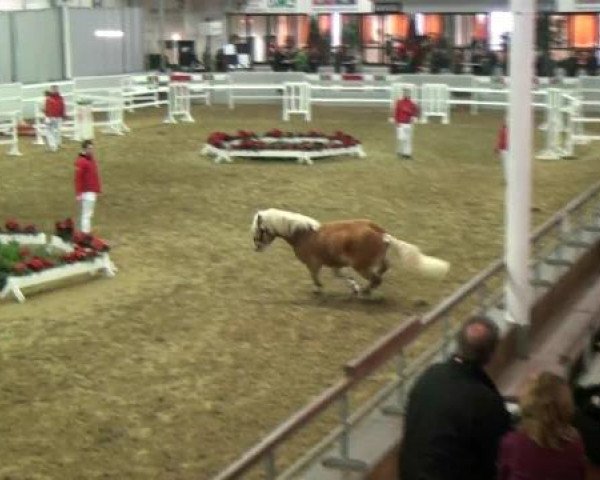 dressage horse Montana T (2,35% ox) (Edelbluthaflinger, 2010, from Moiko (4,69% ox))